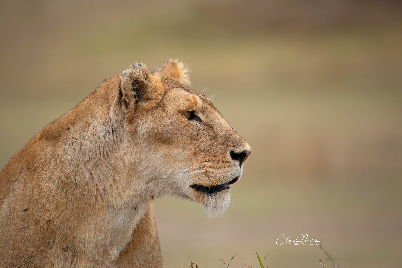 Löwin in der Serengeti