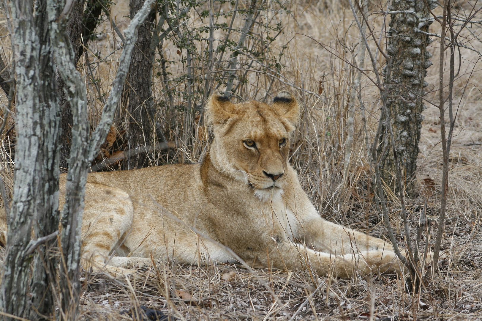 Löwin in der Wildnis - Südafrika, Kapama