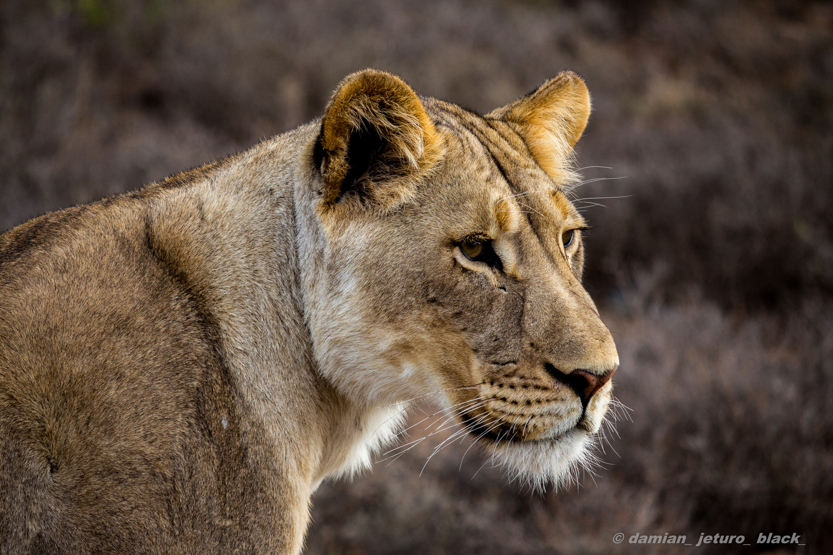 Löwin in Kuzuko South Africa