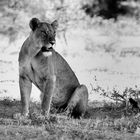 Löwin in Lake Manyara