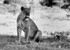 Löwin in Lake Manyara