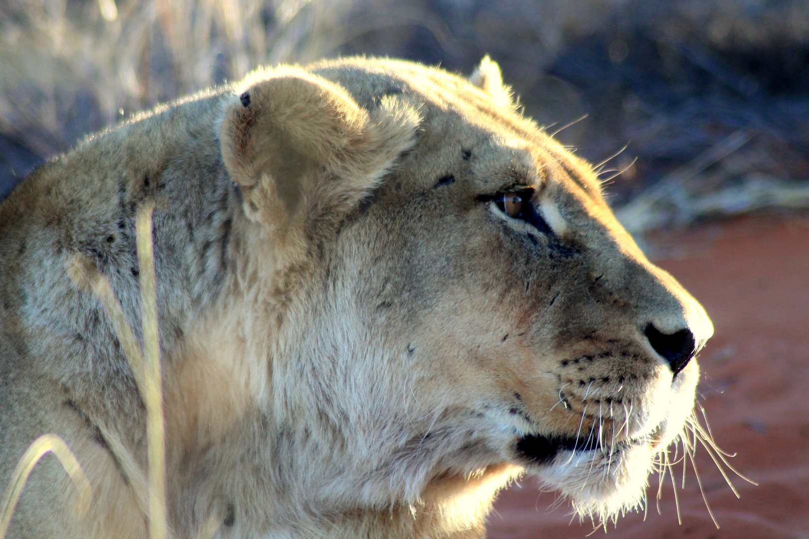 Löwin in Namibia