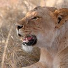 Löwin in Serengeti