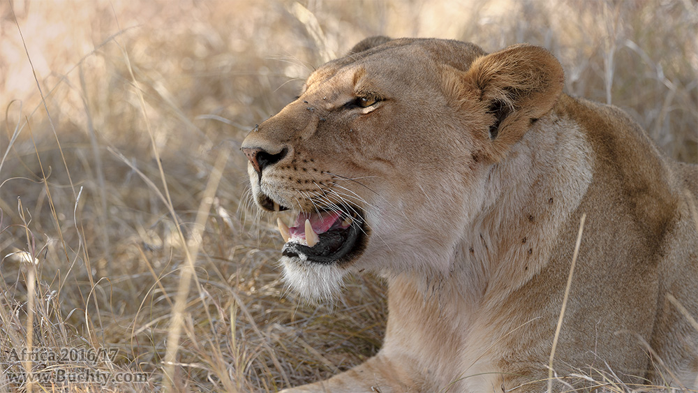 Löwin in Serengeti