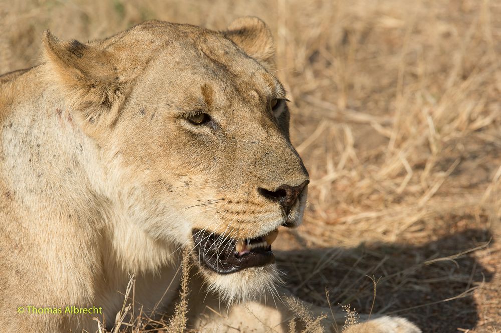 Löwin in South Luangwa