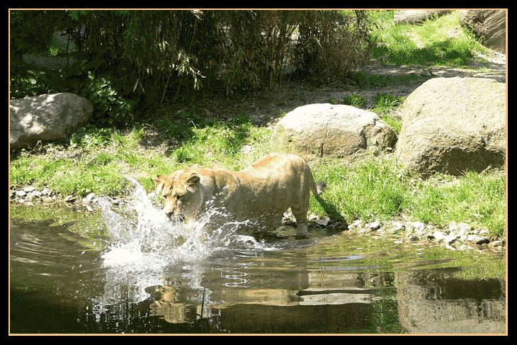 Löwin Luena aus dem Zoo Leipzig