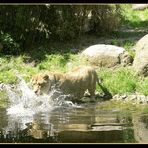 Löwin Luena aus dem Zoo Leipzig