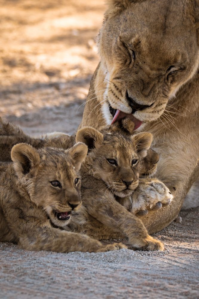 Löwin mit 3 Jungen