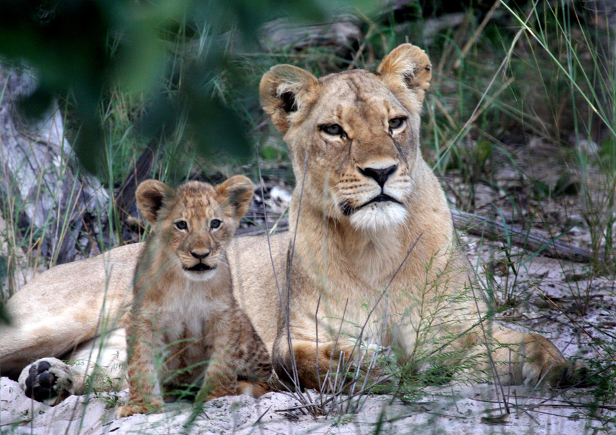 Löwin mit Baby Foto & Bild | tiere, natur Bilder auf ...