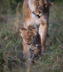 Löwin mit Baby