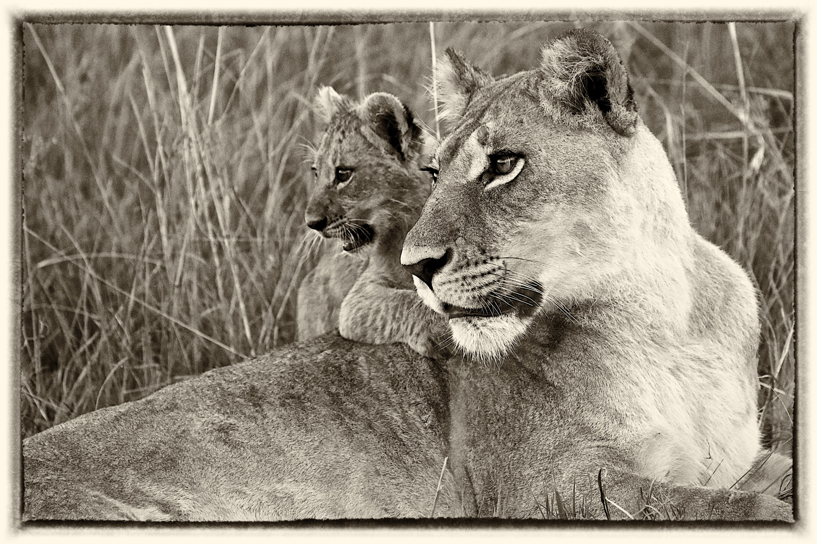 Löwin mit Baby