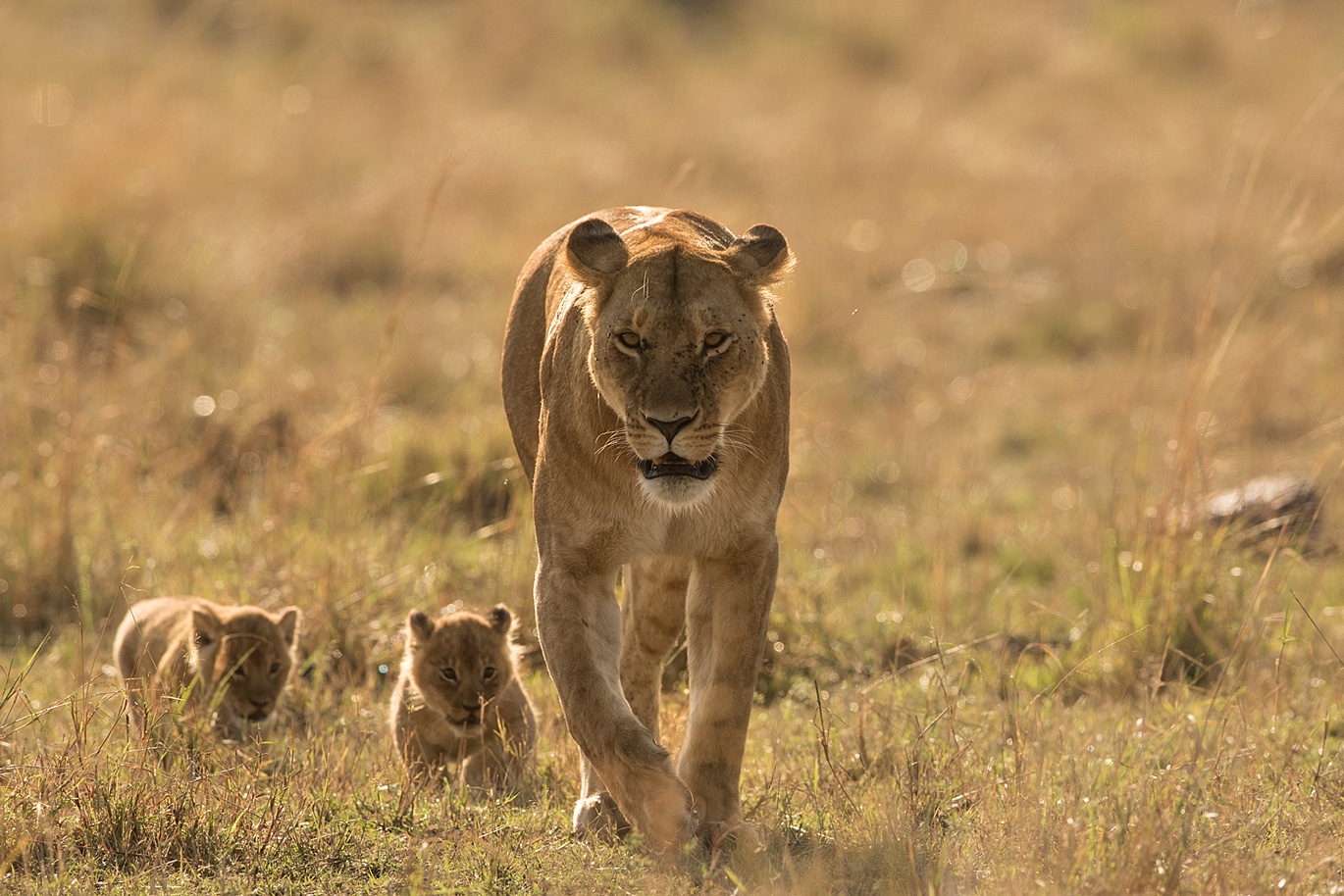 Löwin mit Babys