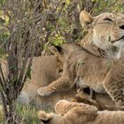 Löwin mit Babys