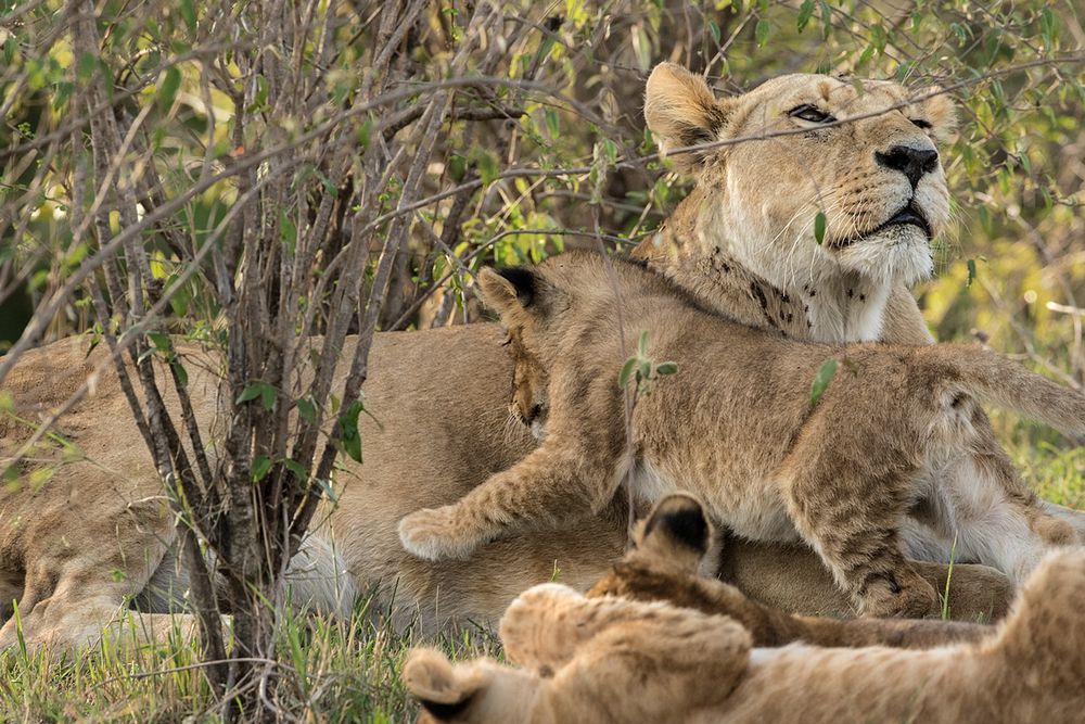 Löwin mit Babys