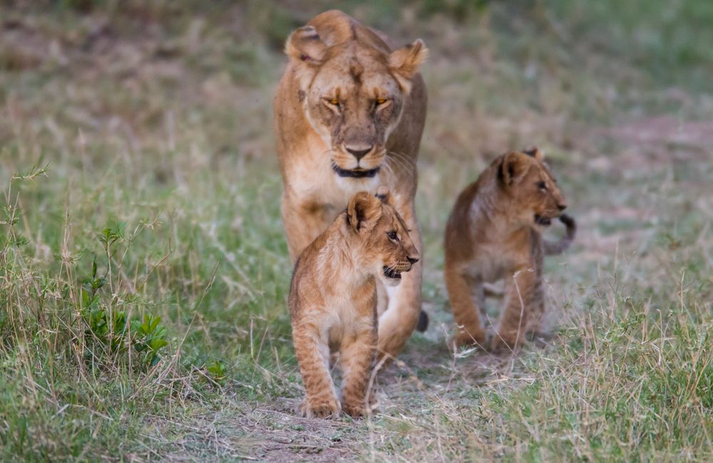 Löwin mit Babys