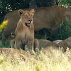 Löwin mit den Jungtieren