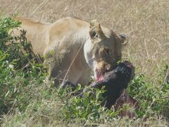 Löwin mit Gnu