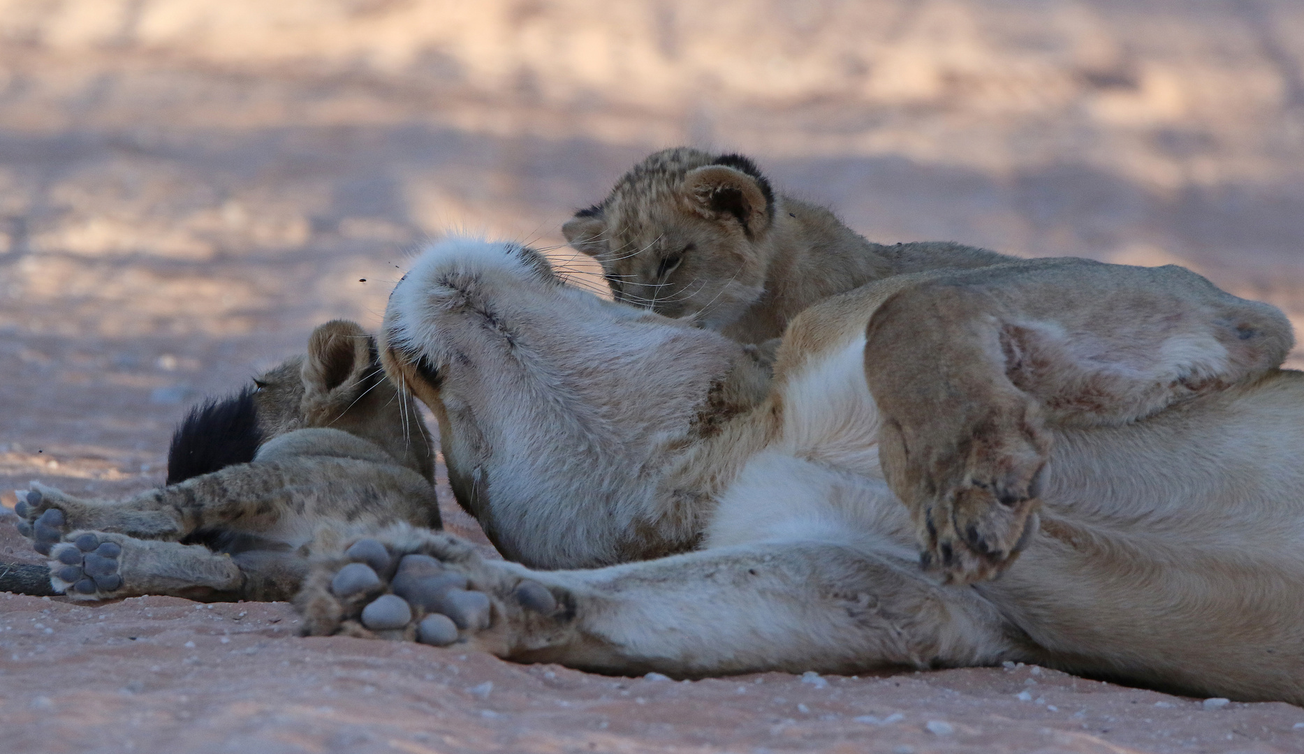 Löwin mit ihren Babys