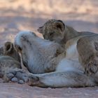 Löwin mit ihren Babys