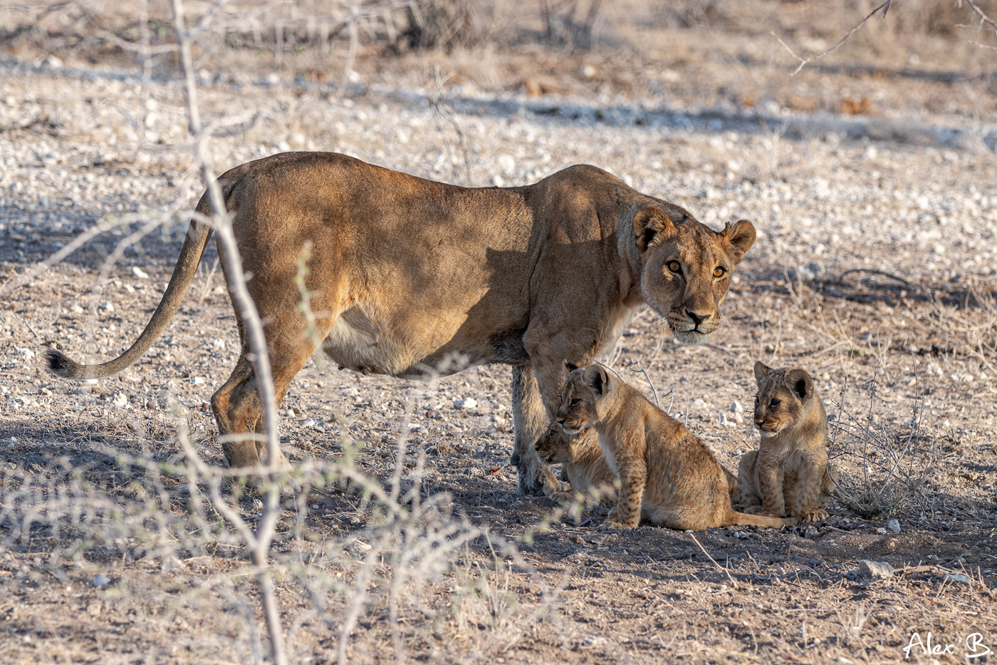 Löwin mit ihren drei kleinen im Etosha NP