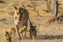 Löwin mit JUnge Linyanthi Botswana-1221