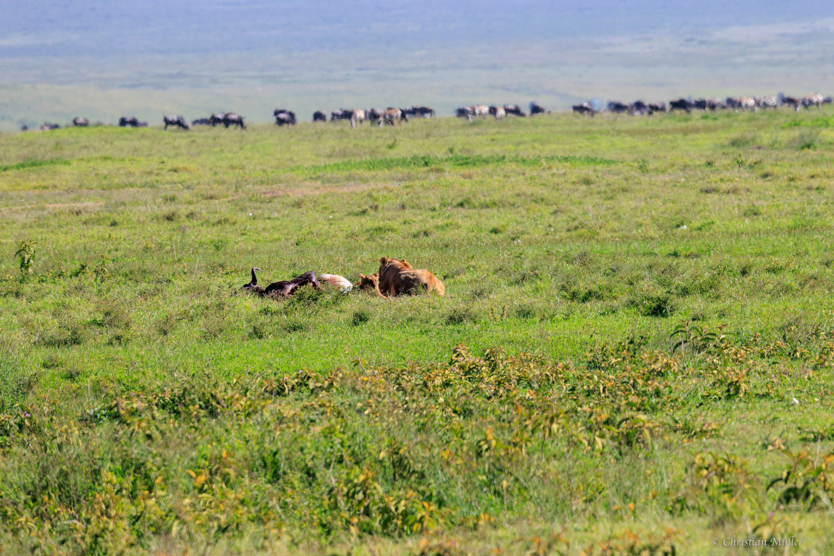 Löwin mit Jungem und erlegtem Gnu