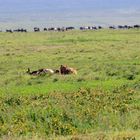 Löwin mit Jungem und erlegtem Gnu