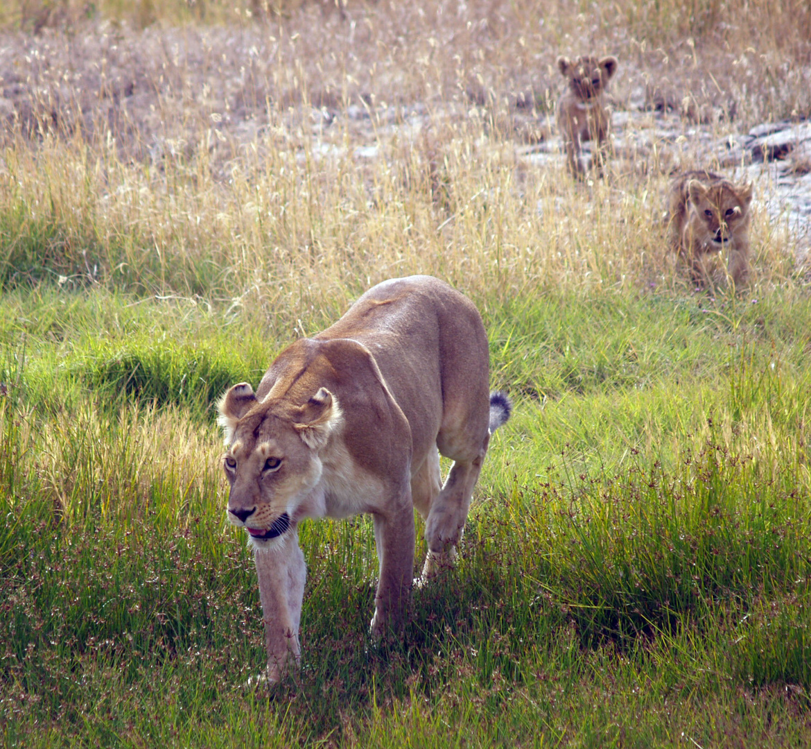 Löwin mit Jungen, Serengeti