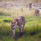 Löwin mit Jungen, Serengeti