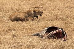 Löwin mit Jungen und den Resten eines Zebras