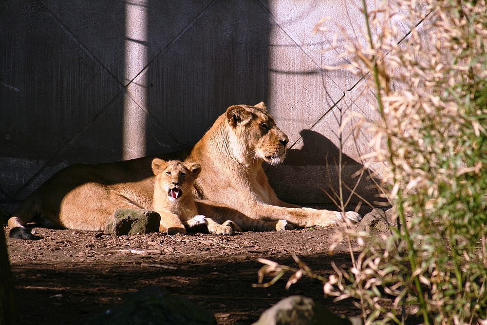 Löwin mit Jungtier im Rotterdamer Zoo (Niederlande) (19.03.2012)
