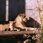 Löwin mit Jungtier im Rotterdamer Zoo (Niederlande) (19.03.2012)