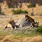 Löwin mit zwei Cubs