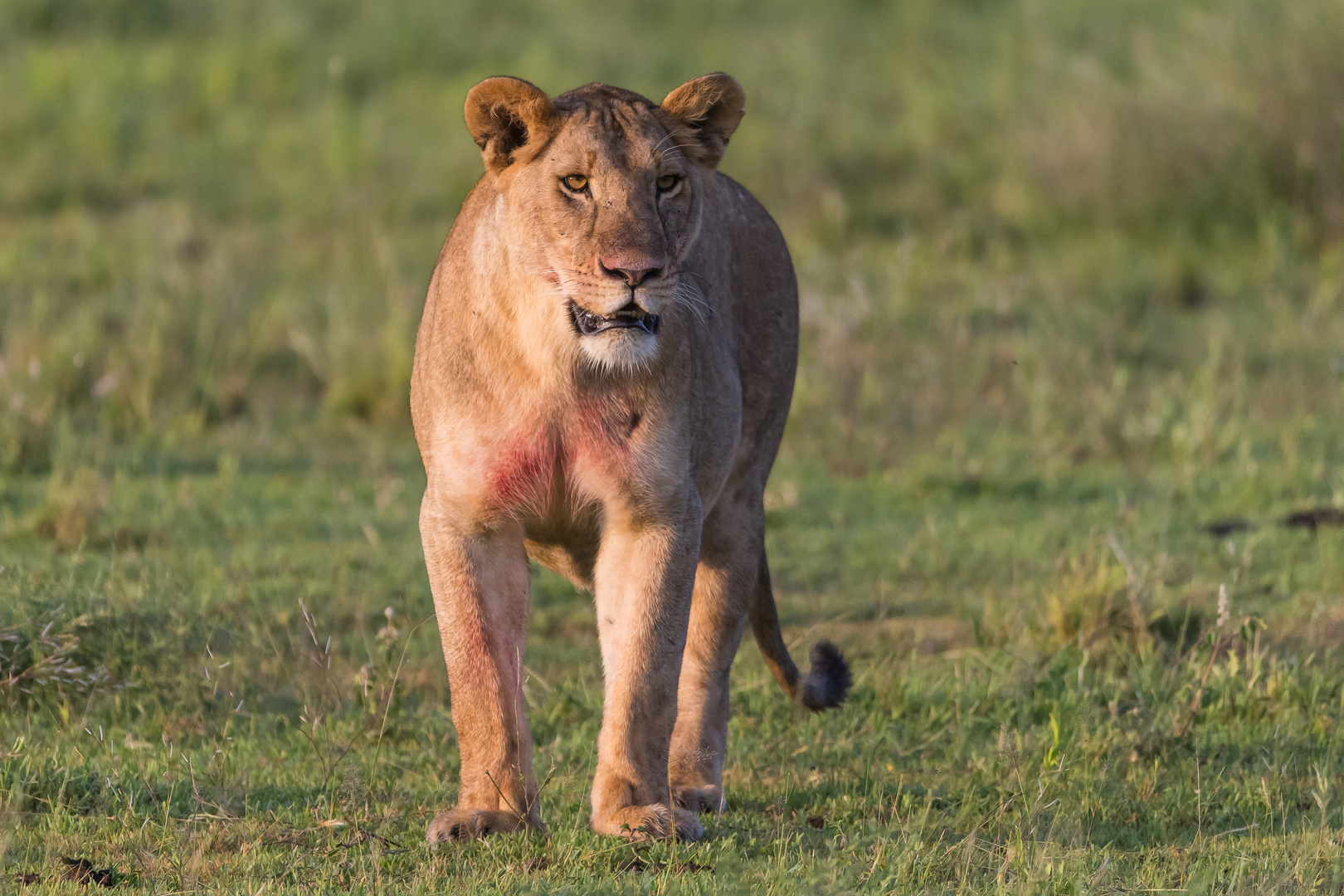 Löwin nach erfolgreicher Jagd am Morgen