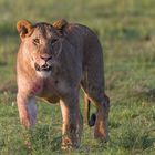 Löwin nach erfolgreicher Jagd am Morgen