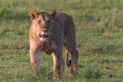 Löwin nach erfolgreicher Jagd am Morgen