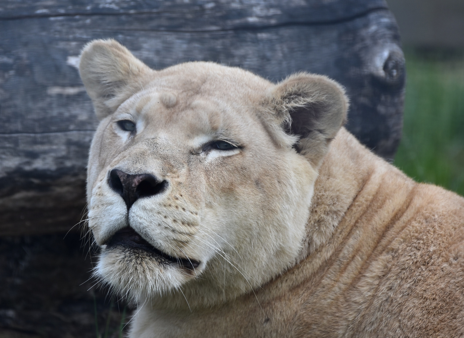 Löwin (Panthera leo)