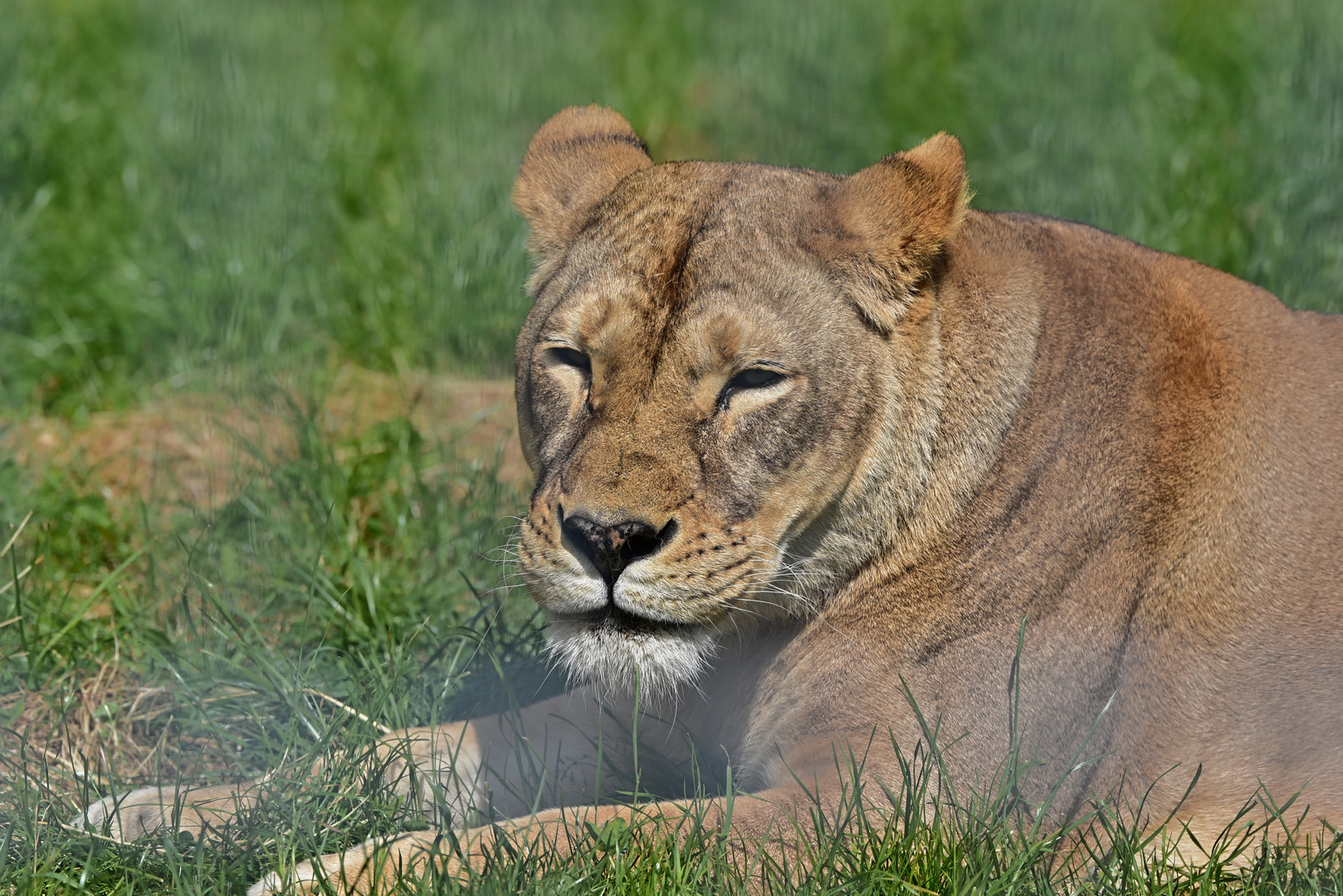 Löwin (Panthera leo)