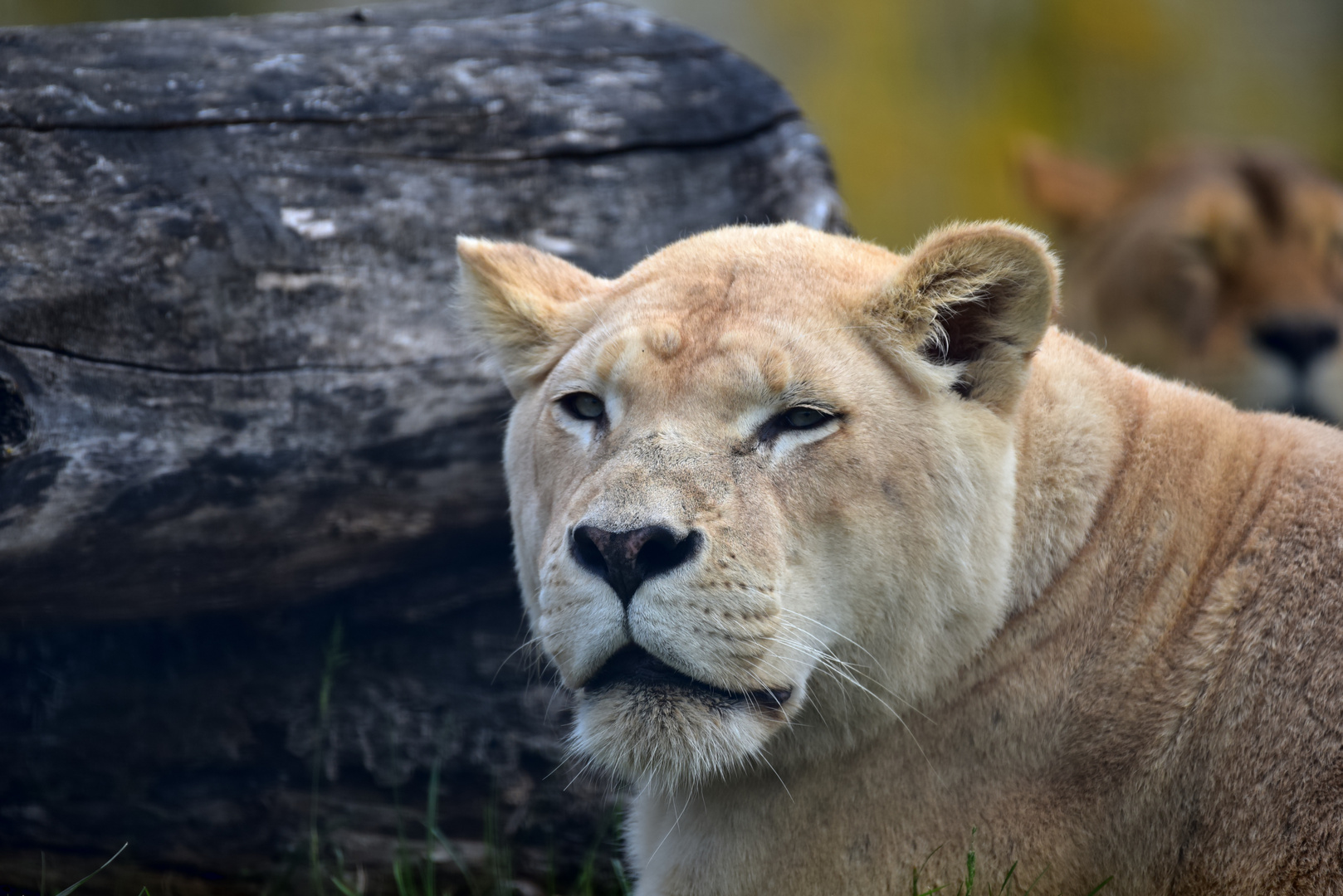 Löwin (Panthera leo)