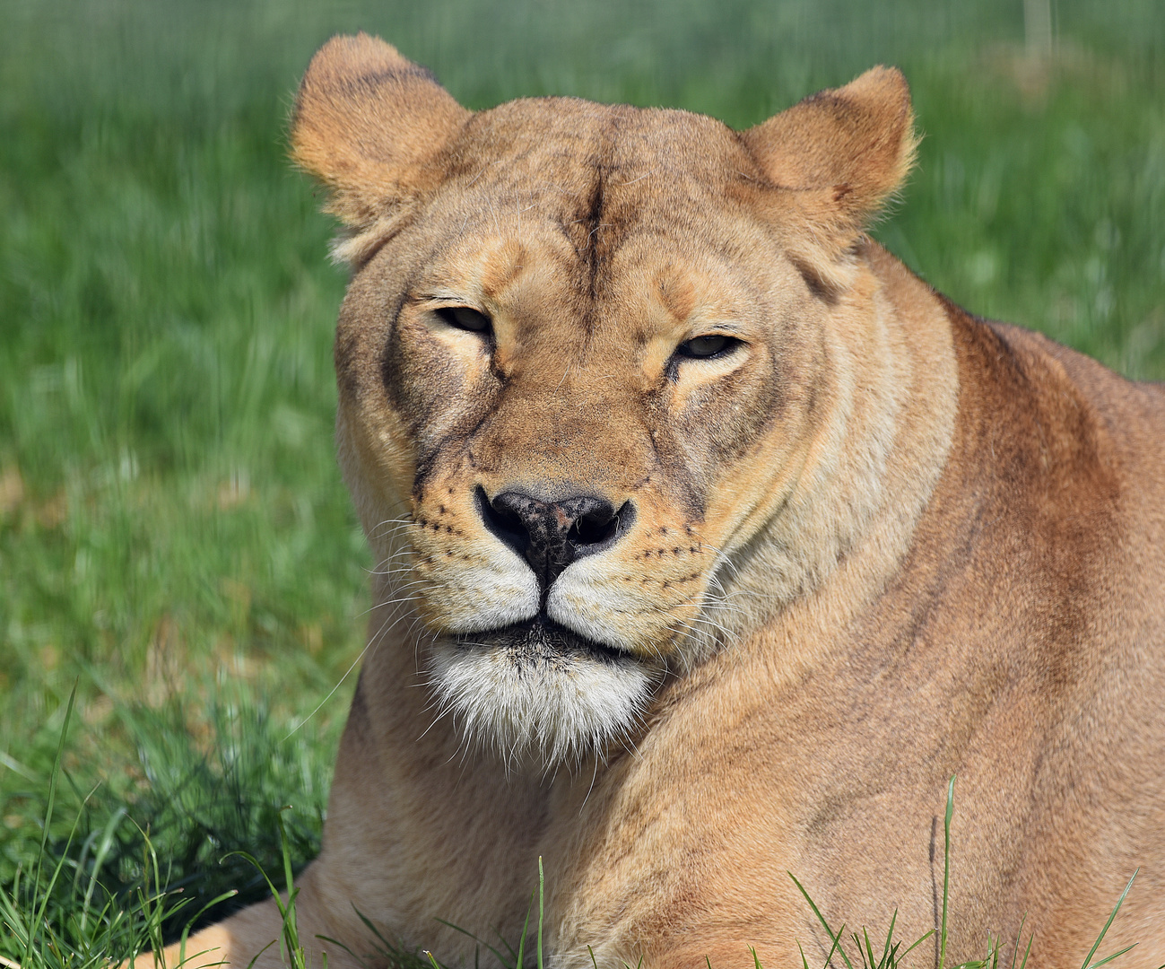 Löwin (Panthera leo)