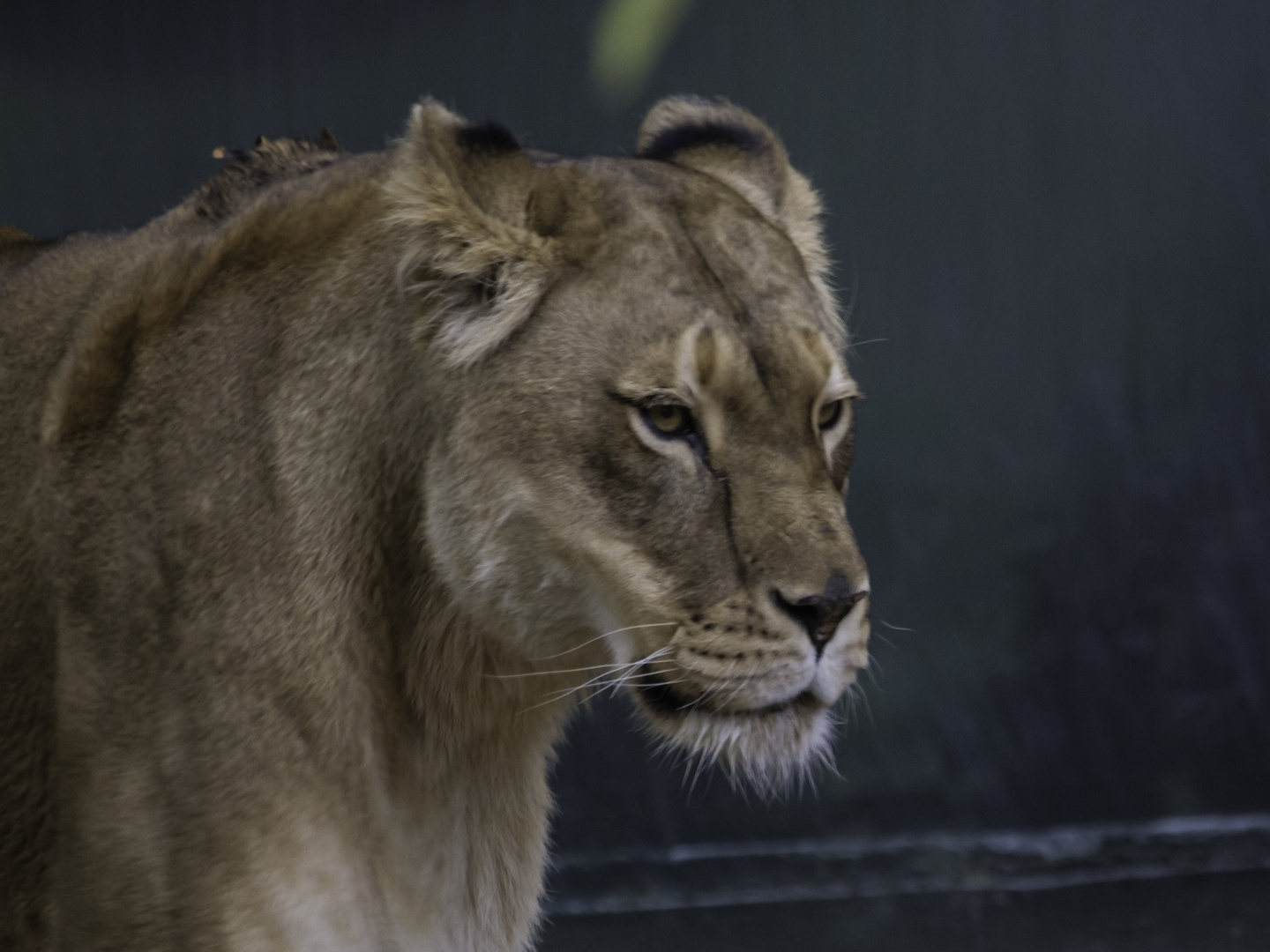 Löwin / Panthera leo