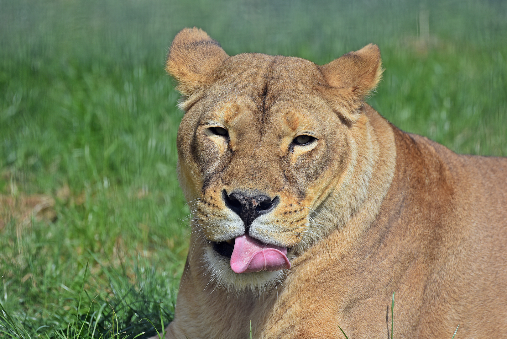 Löwin (Panthera leo)