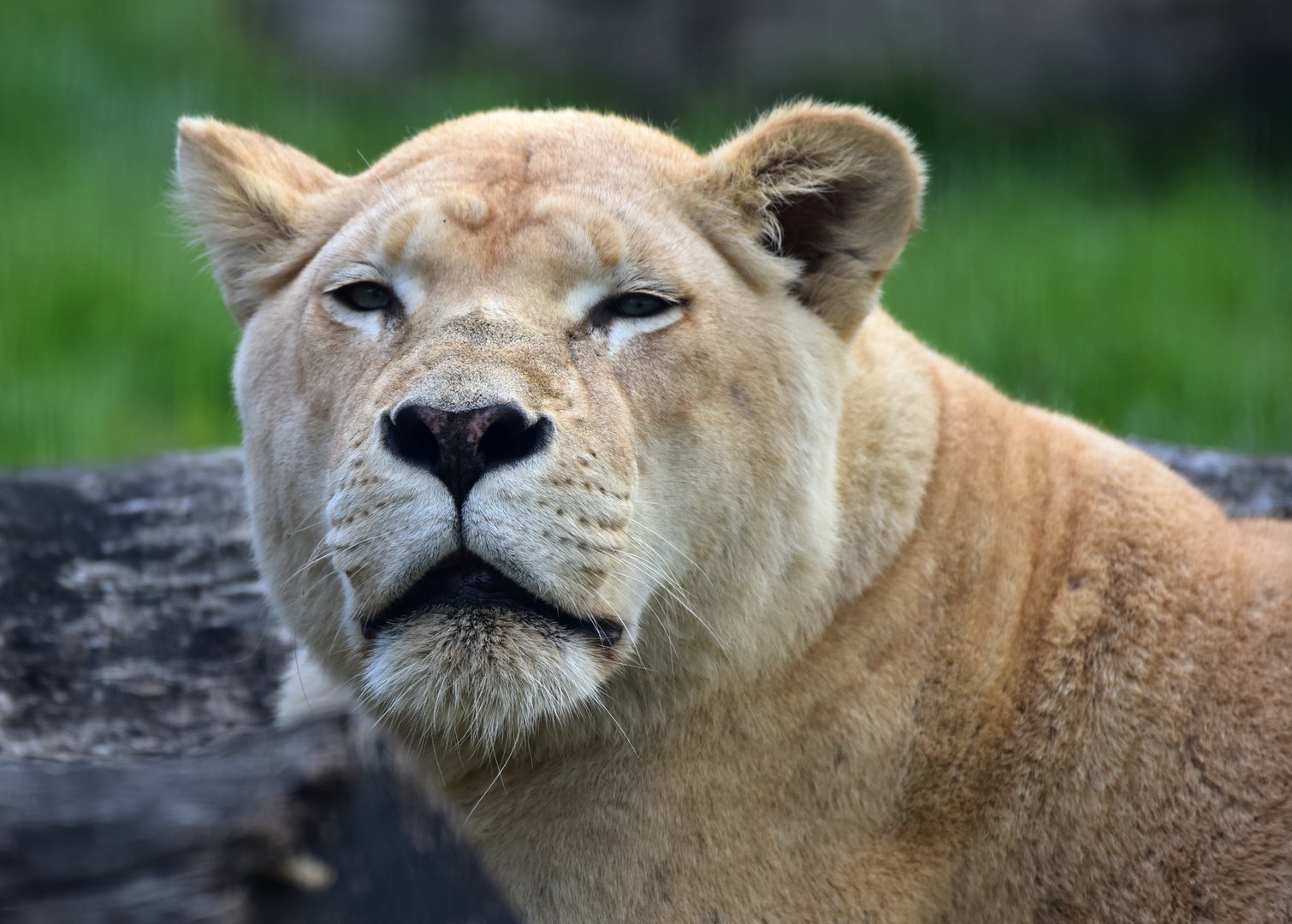 Löwin (Panthera leo)