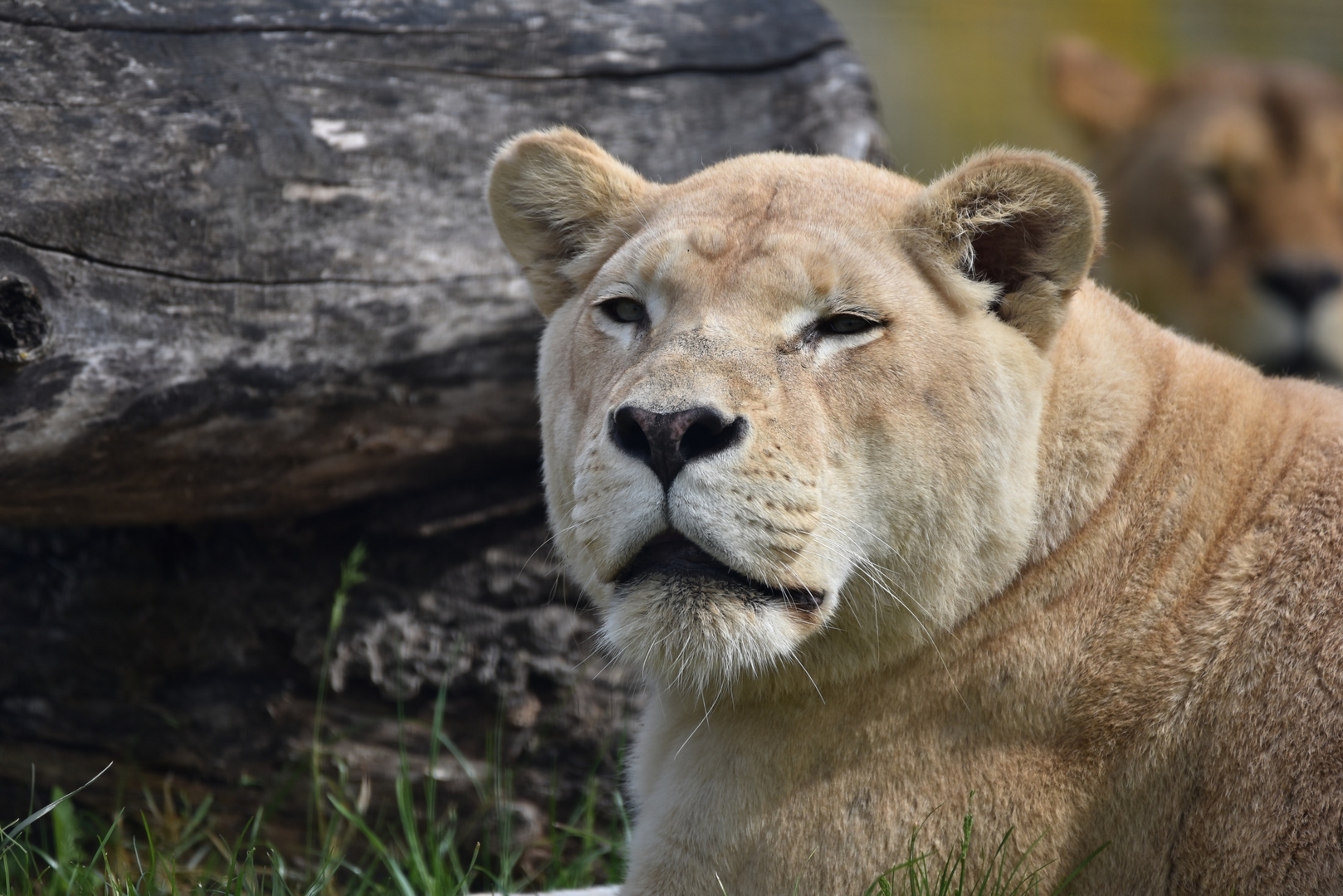 Löwin (Panthera leo)