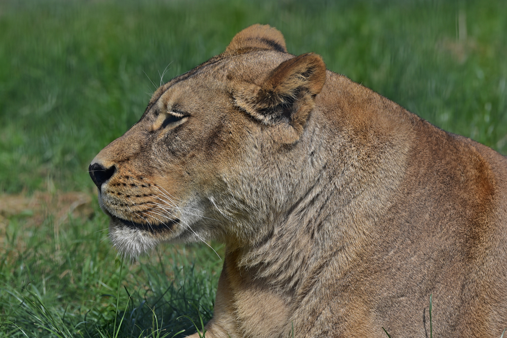 Löwin (Panthera leo)