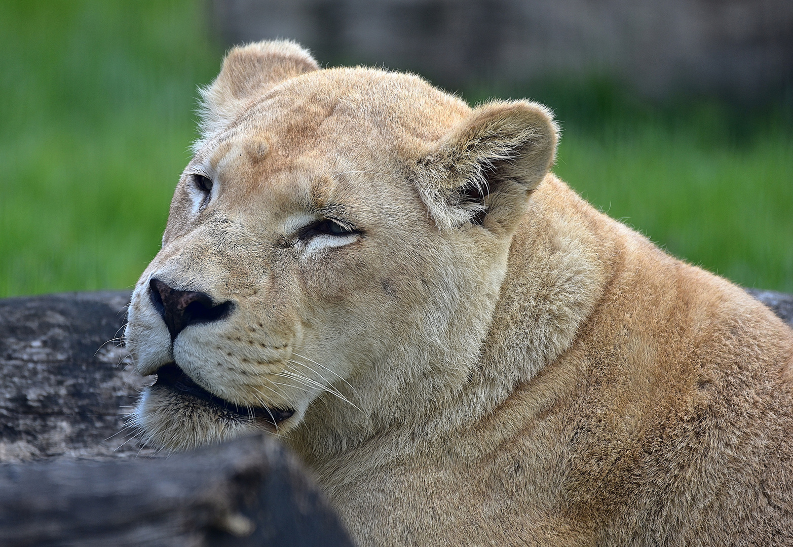 Löwin (Panthera leo)