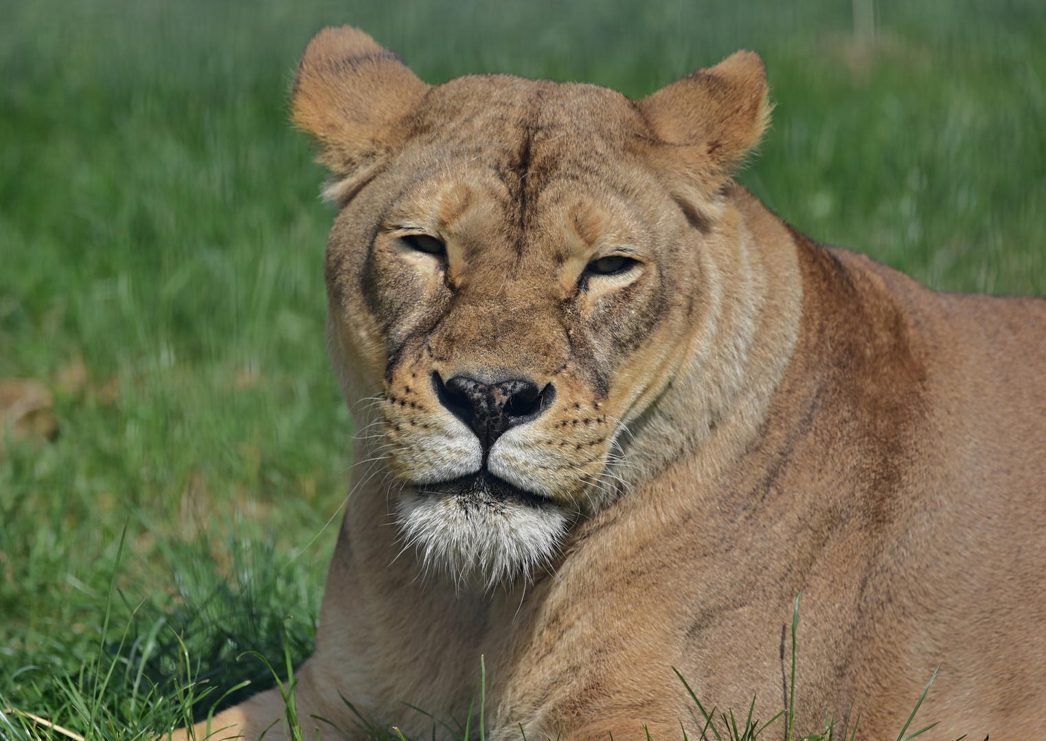 Löwin (Panthera leo)