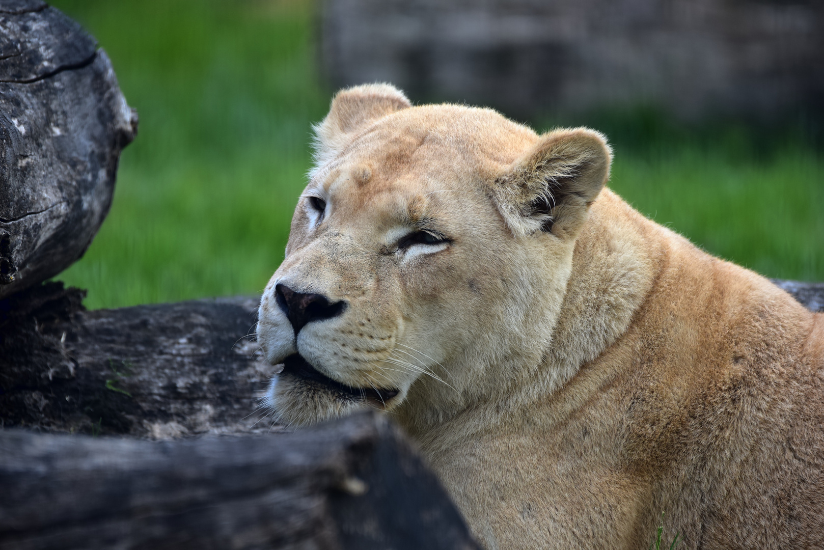 Löwin (Panthera leo)