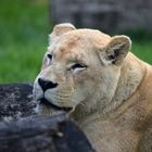 Löwin (Panthera leo)