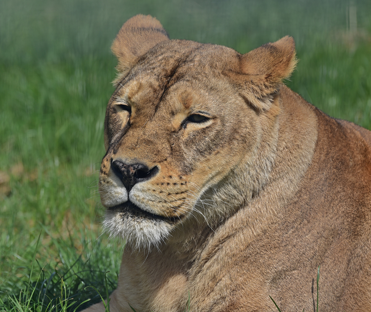 Löwin (Panthera leo)